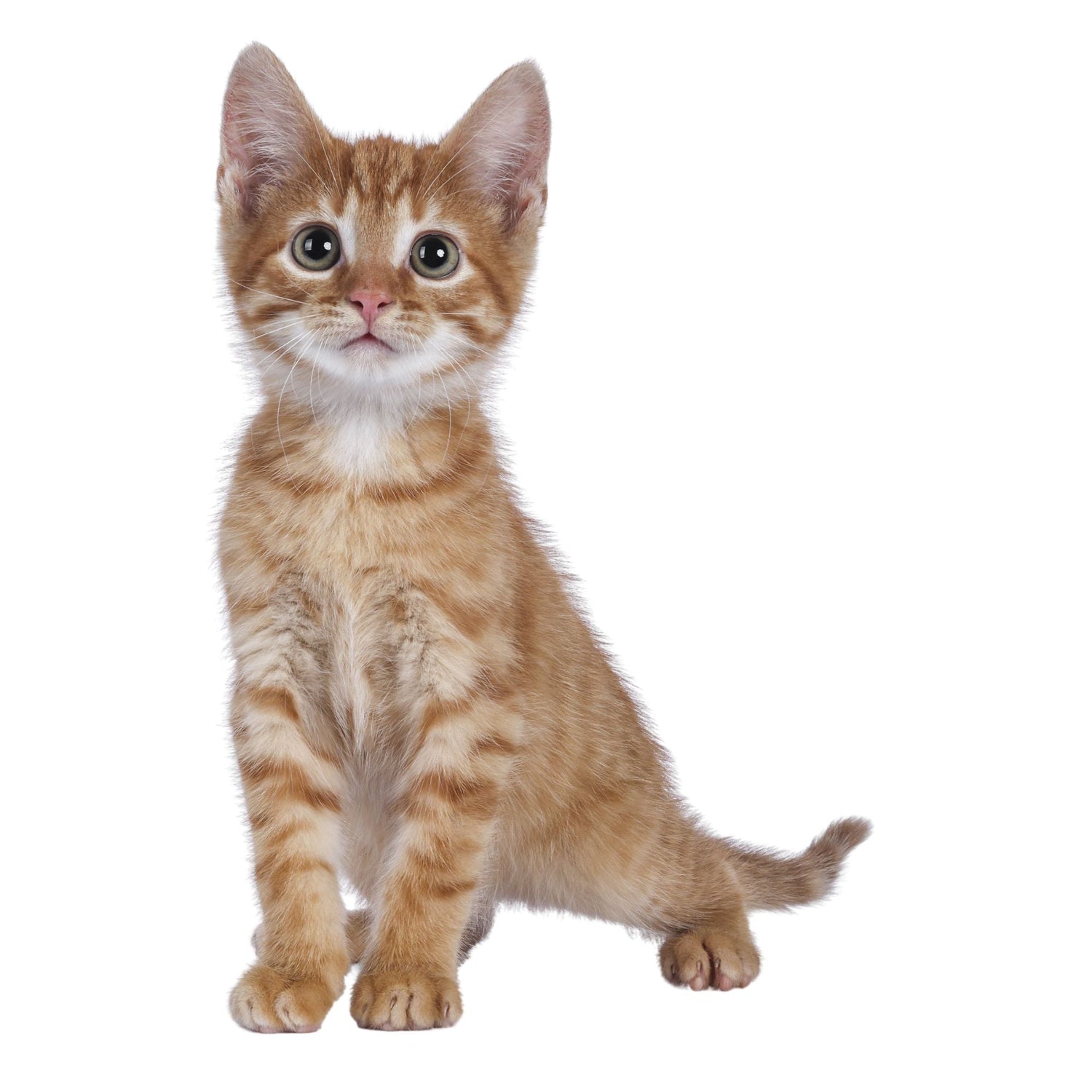 Black Coffee Mugs for Yellow Cat Lovers