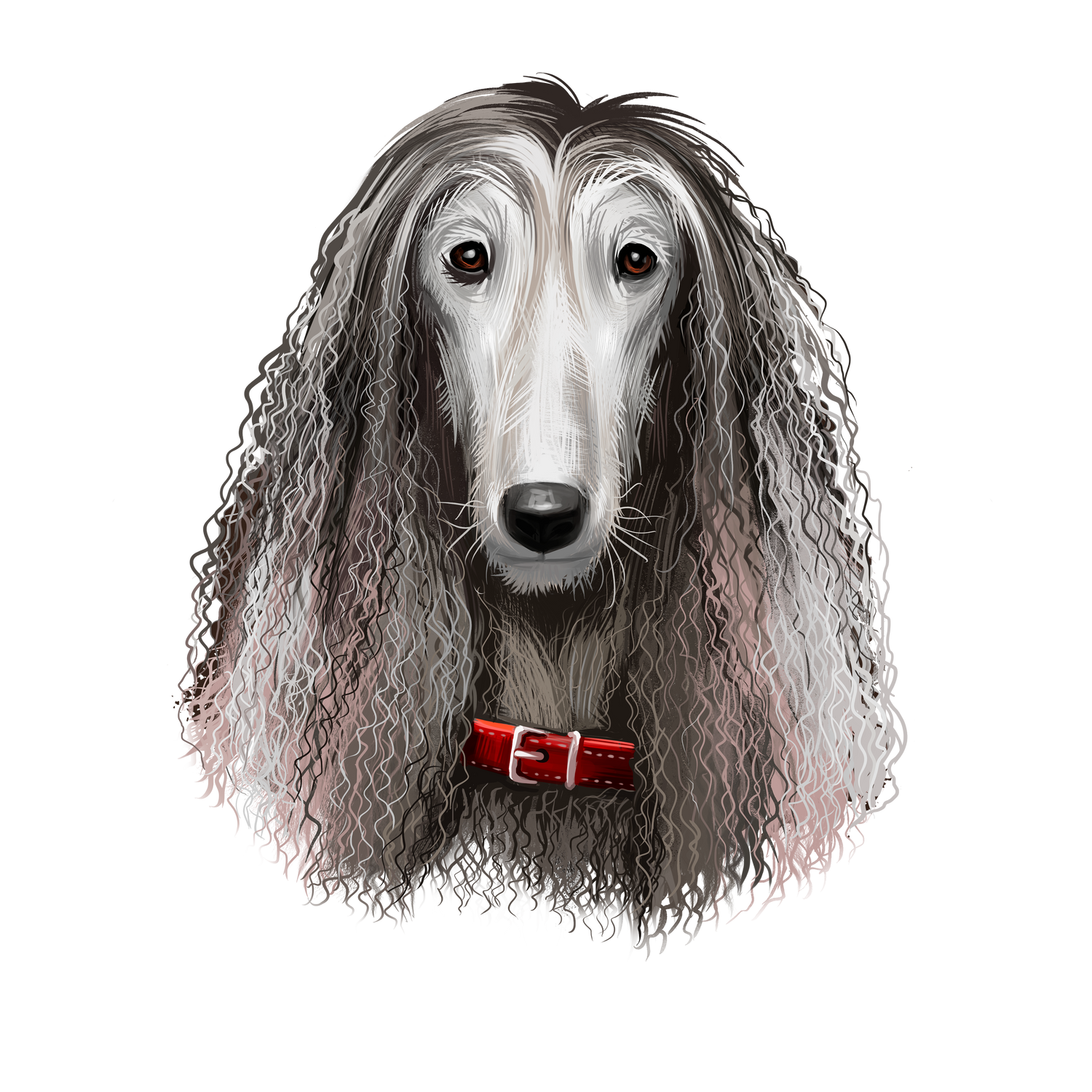 Afghan Hound