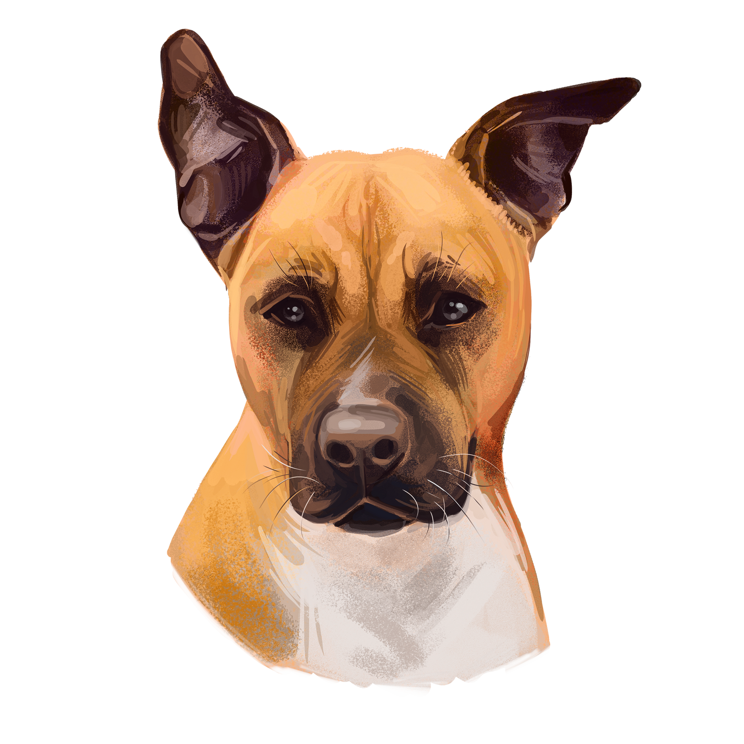 American Staffordshire Terrier