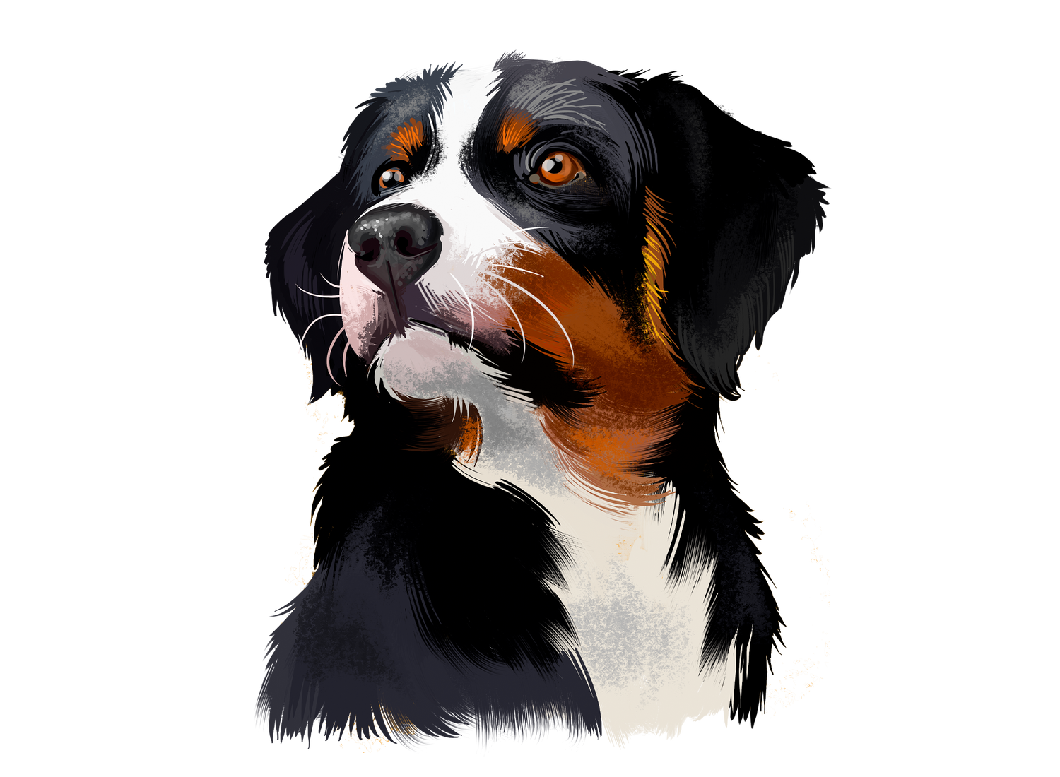 Appenzeller Sennenhund