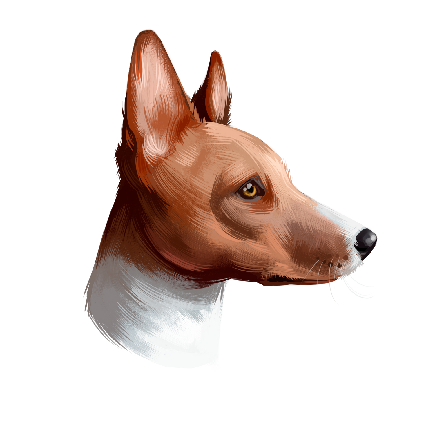 Basenji Dog