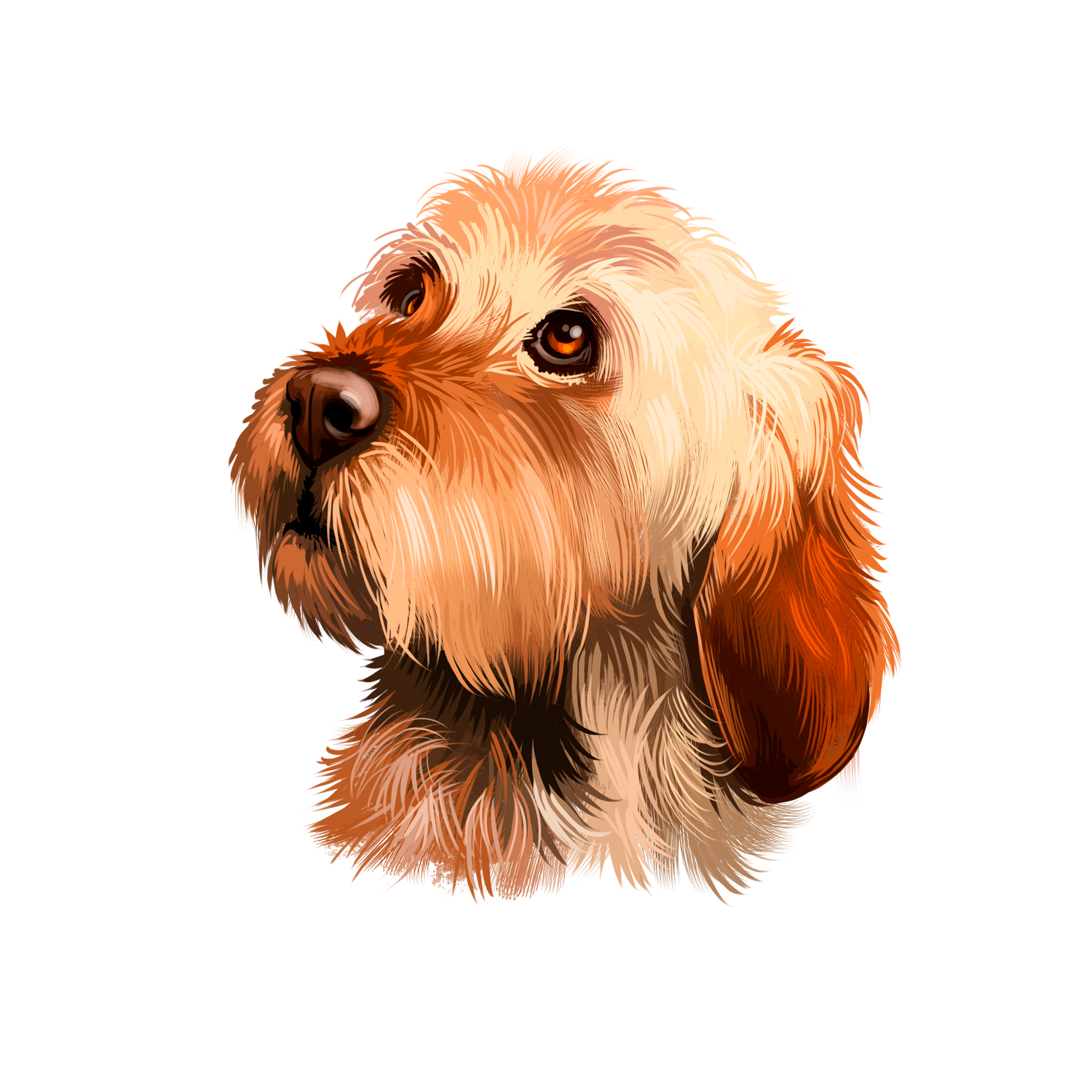 Basset Fauve De Bretagne