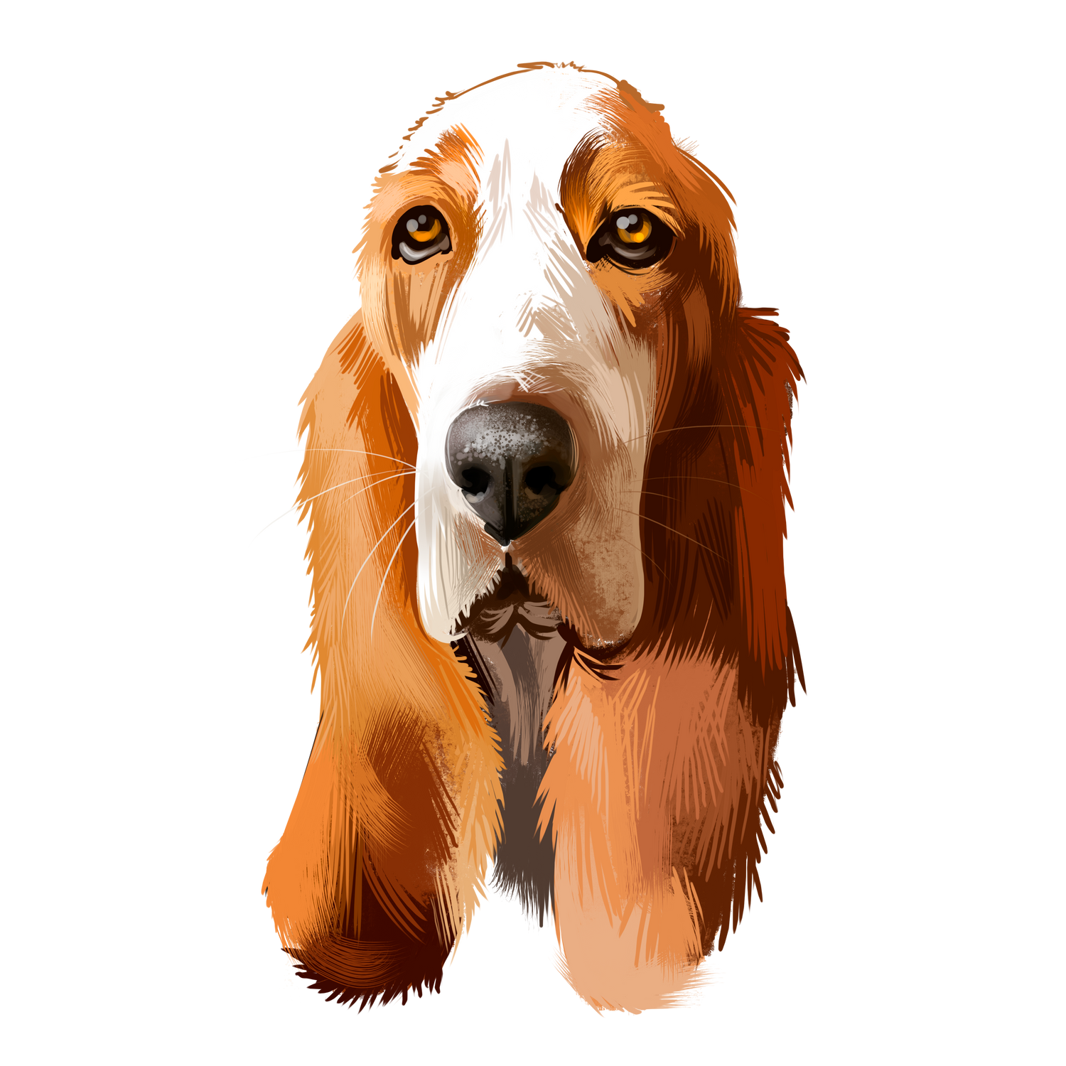Basset Hound