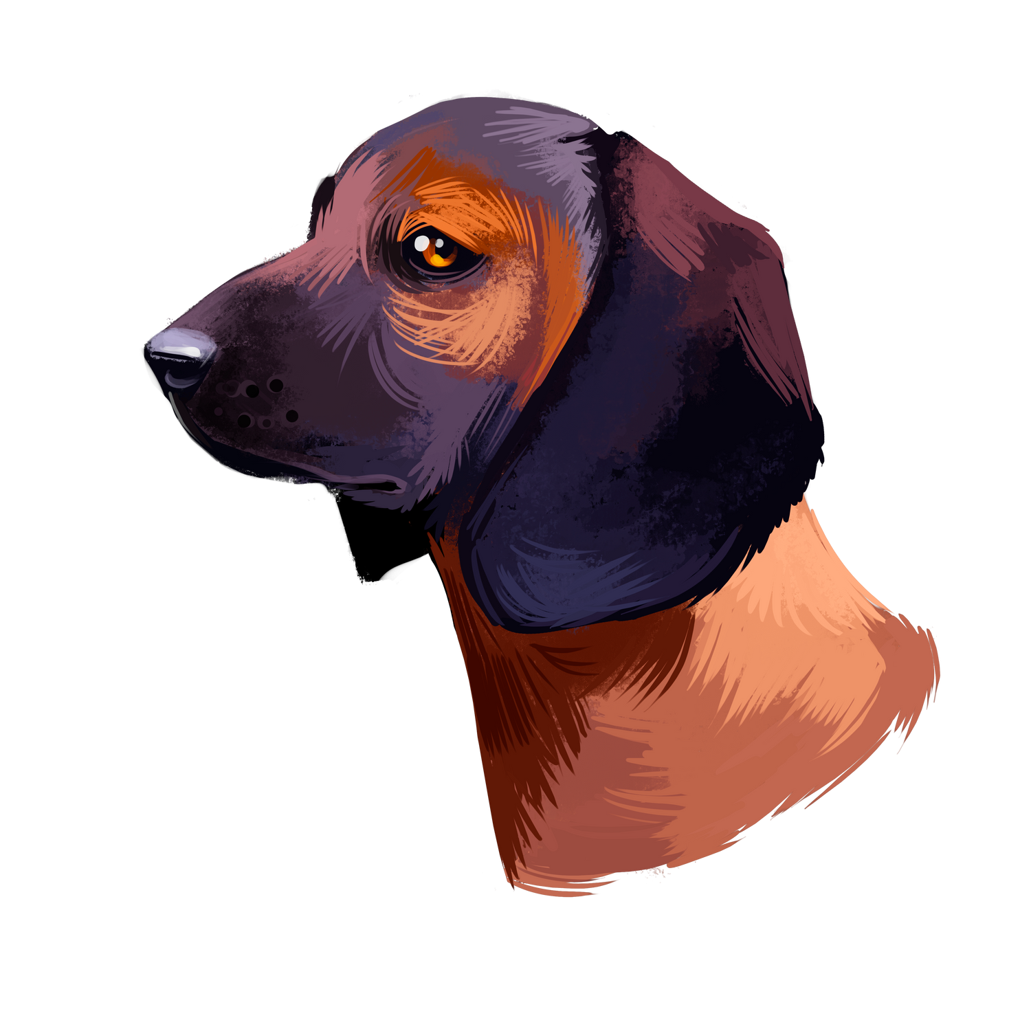 Bavarian Mountain Scent Hound