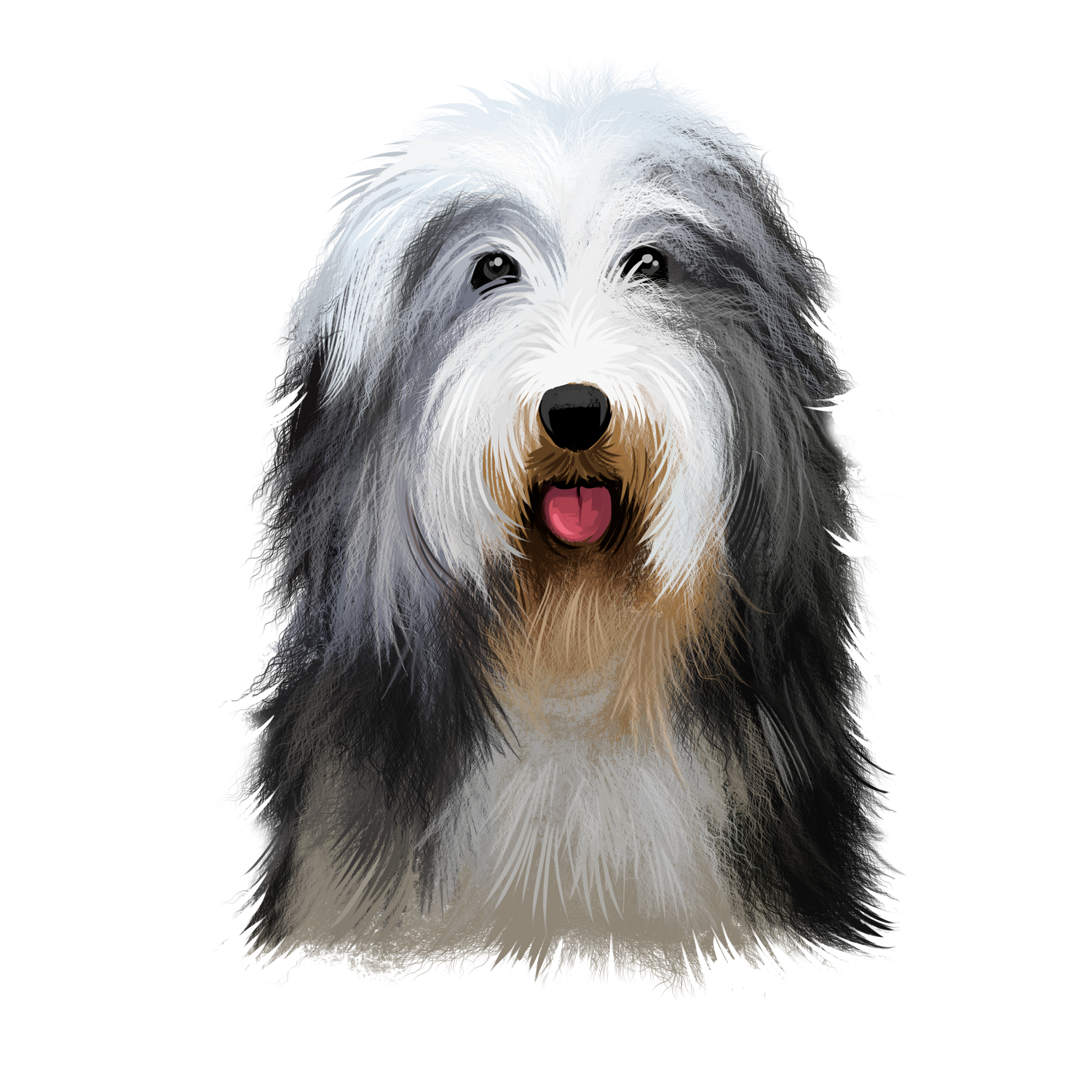 Bearded Collie