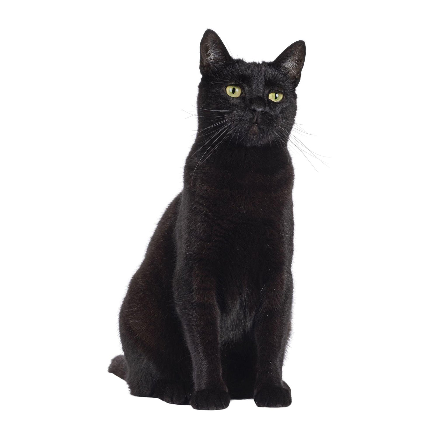 Black Coffee Mugs for Black Short Hair Cat Lovers