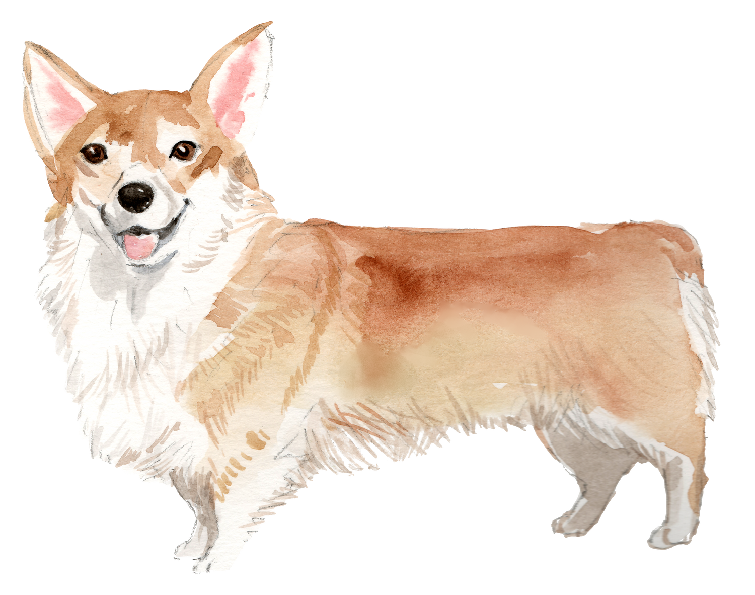 Black Coffee Mugs for Cardigan Welsh Corgi Dog Lovers