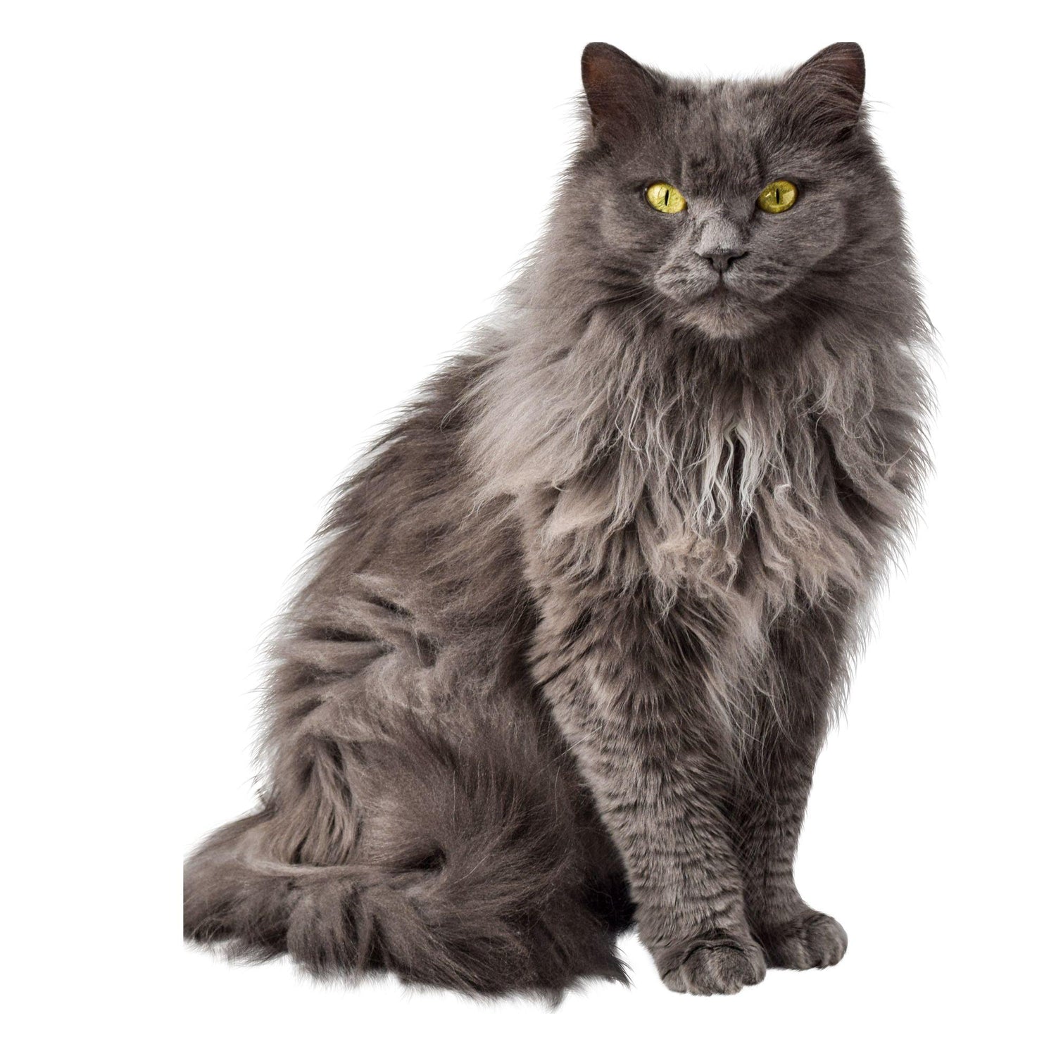 Black Coffee Mugs for Domestic Longhair Cat Lovers