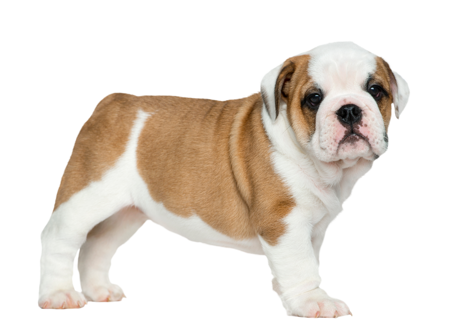 Black Coffee Mugs for English Bulldog Lovers