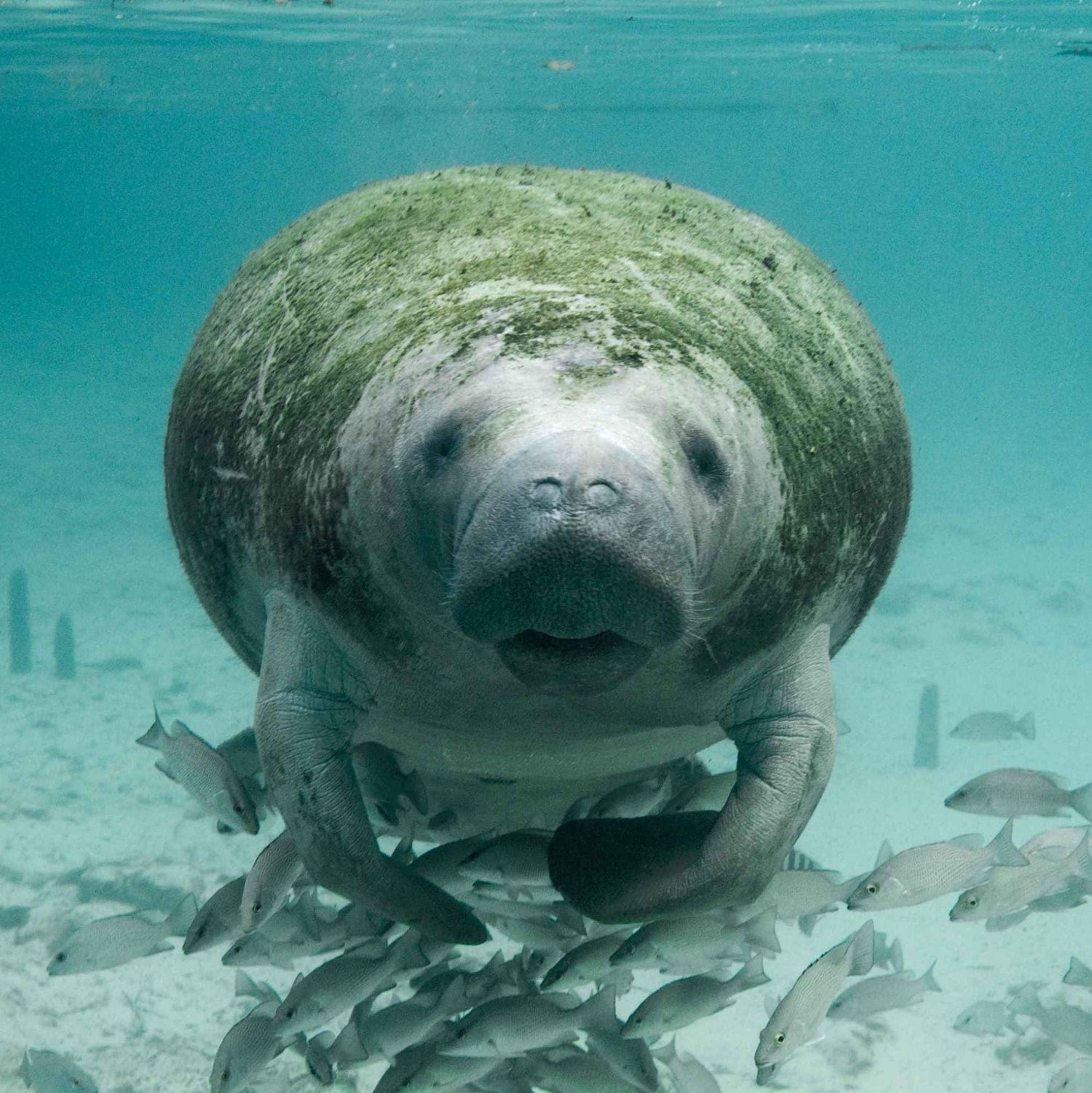 Black Coffee Mugs for Floridians