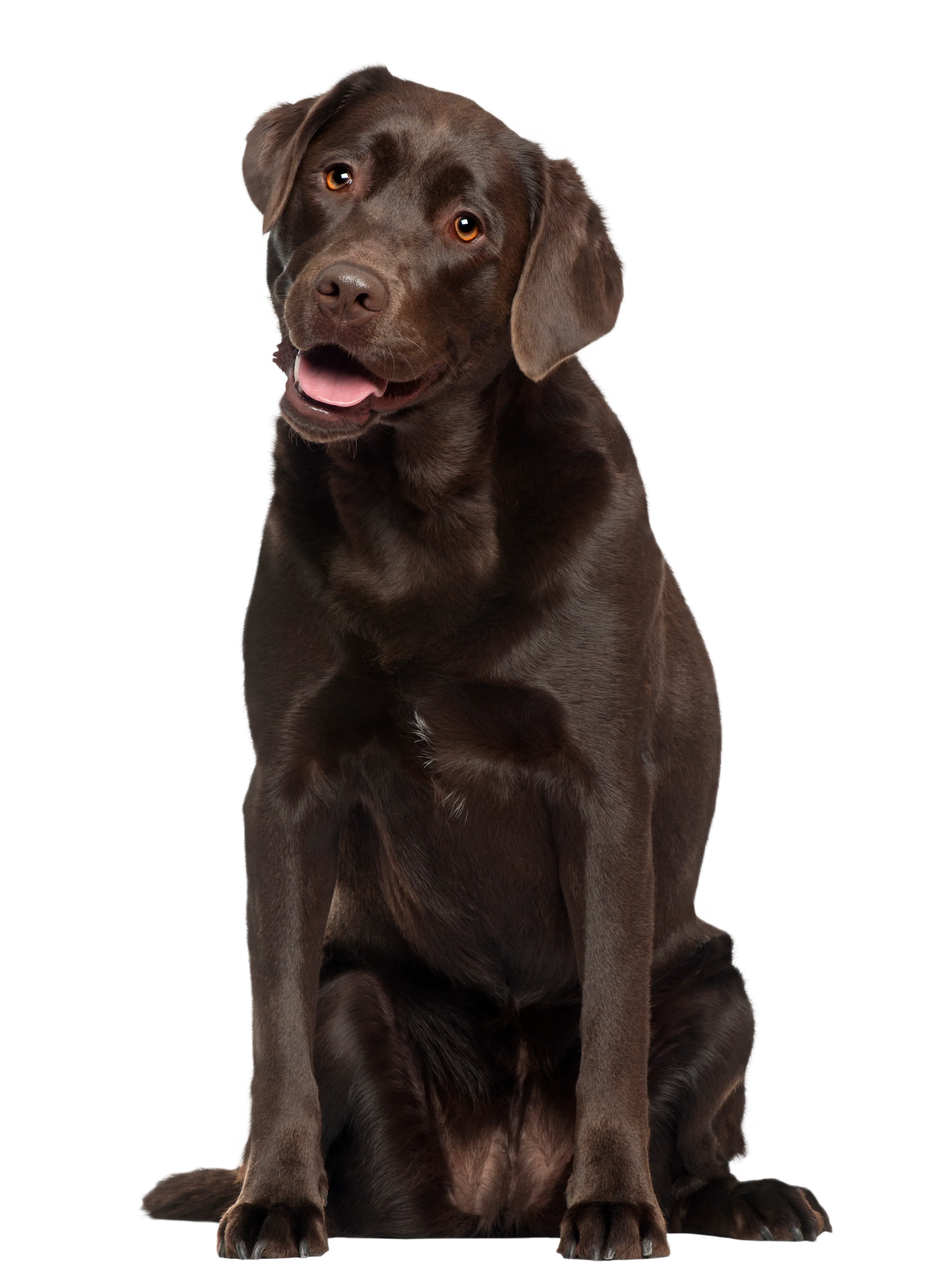 Black Coffee Mugs for Labrador Retriever Dog Lovers