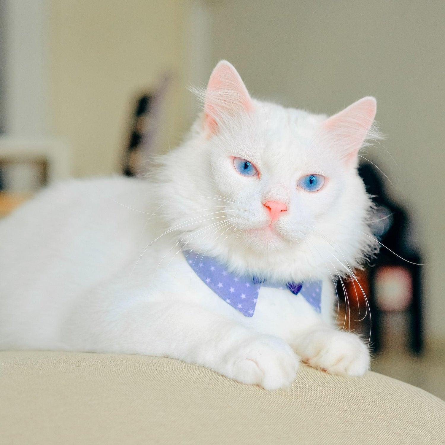 Black Coffee Mugs for Russian White Cat Lovers