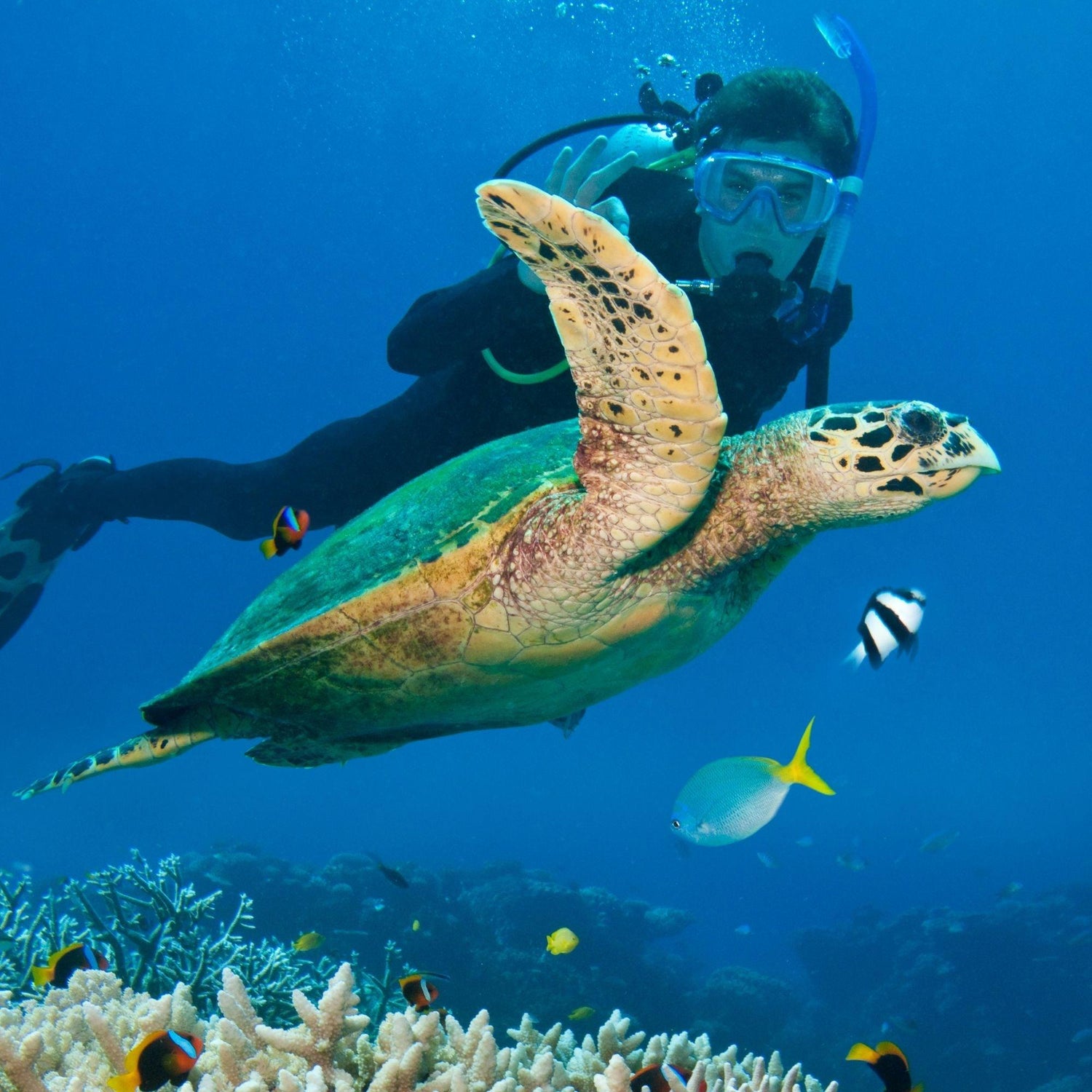 Black Coffee Mugs for Scuba Diving Enthusiasts