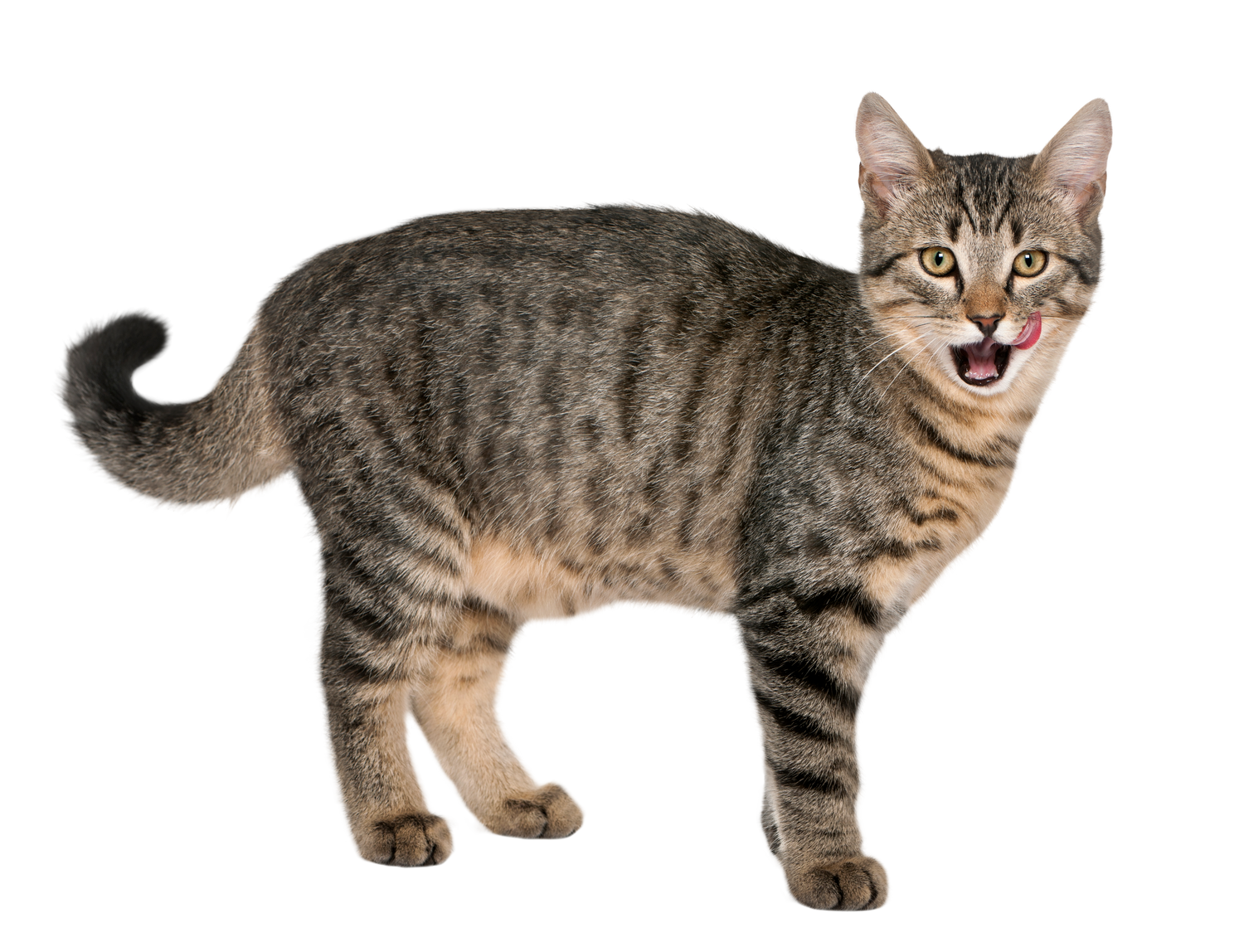 Black Coffee Mugs for Tabby Cat Lovers