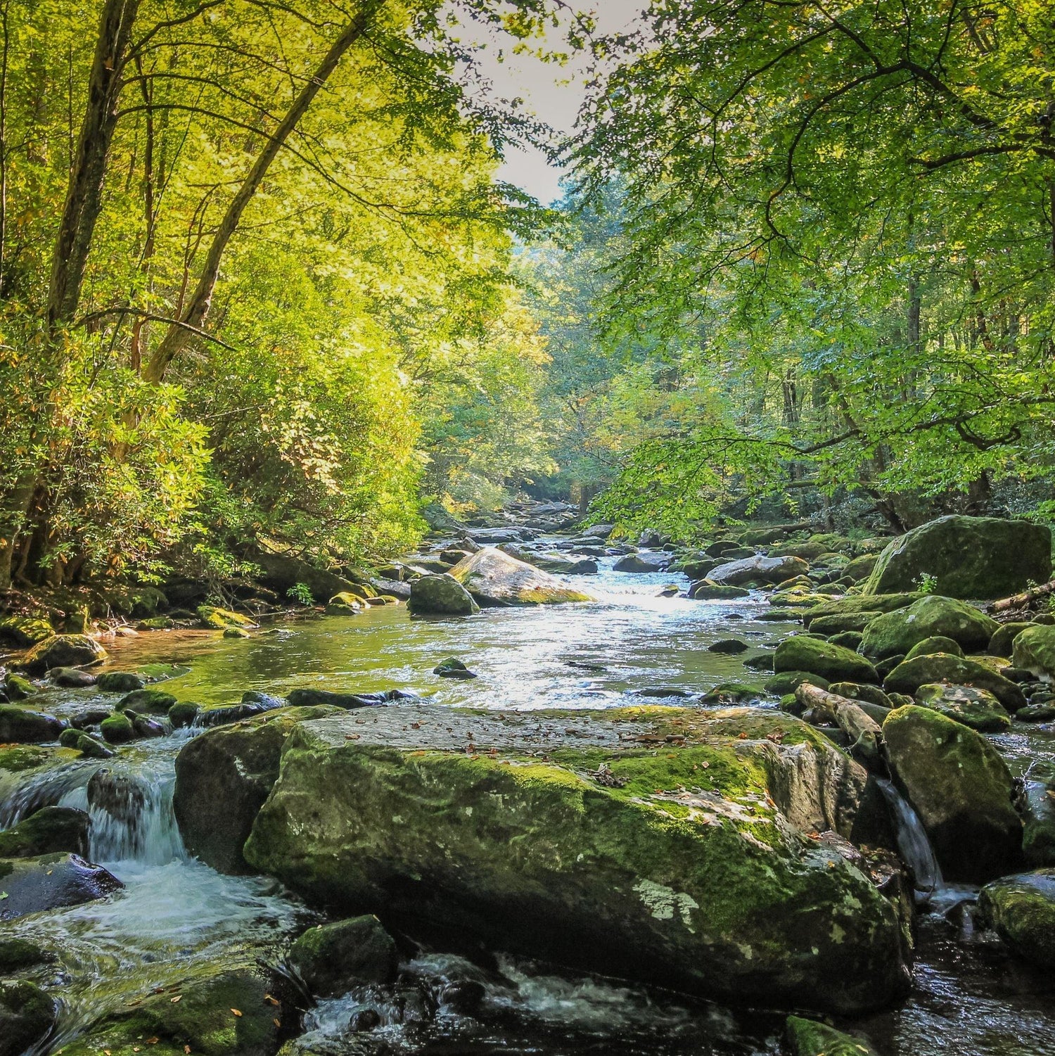 Black Coffee Mugs for Tennesseans