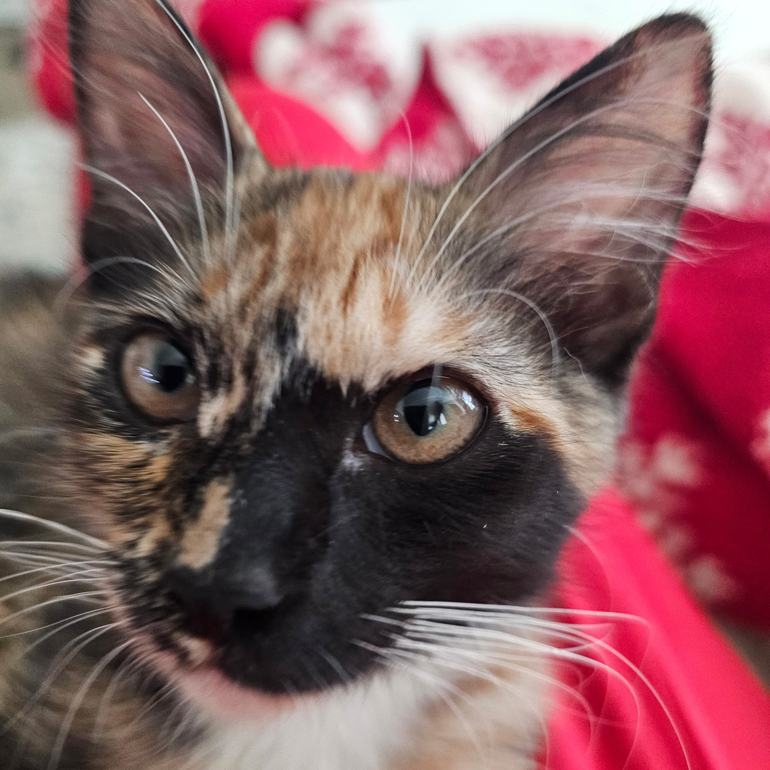 Black Coffee Mugs for Tortoiseshell Cat Lovers