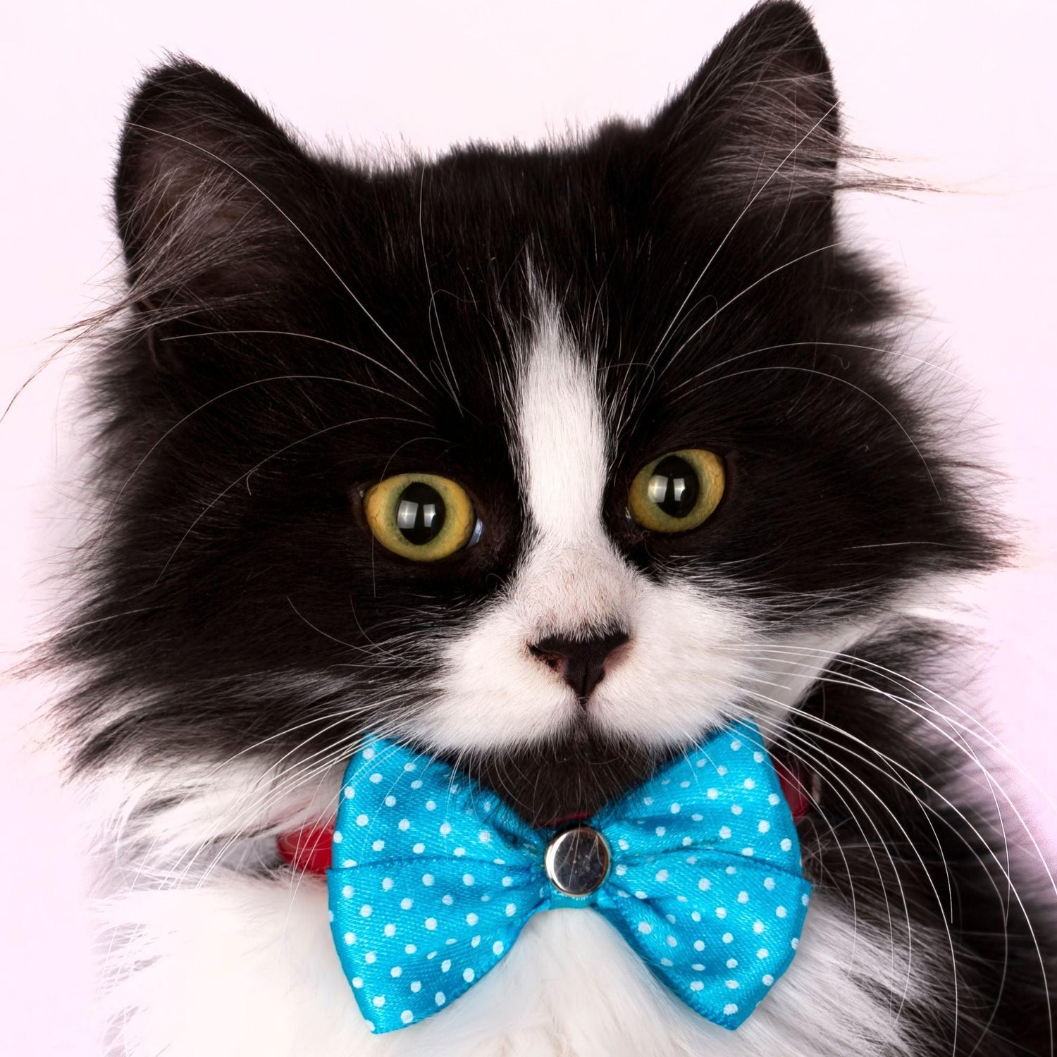 Black Coffee Mugs for Tuxedo Cat Lovers