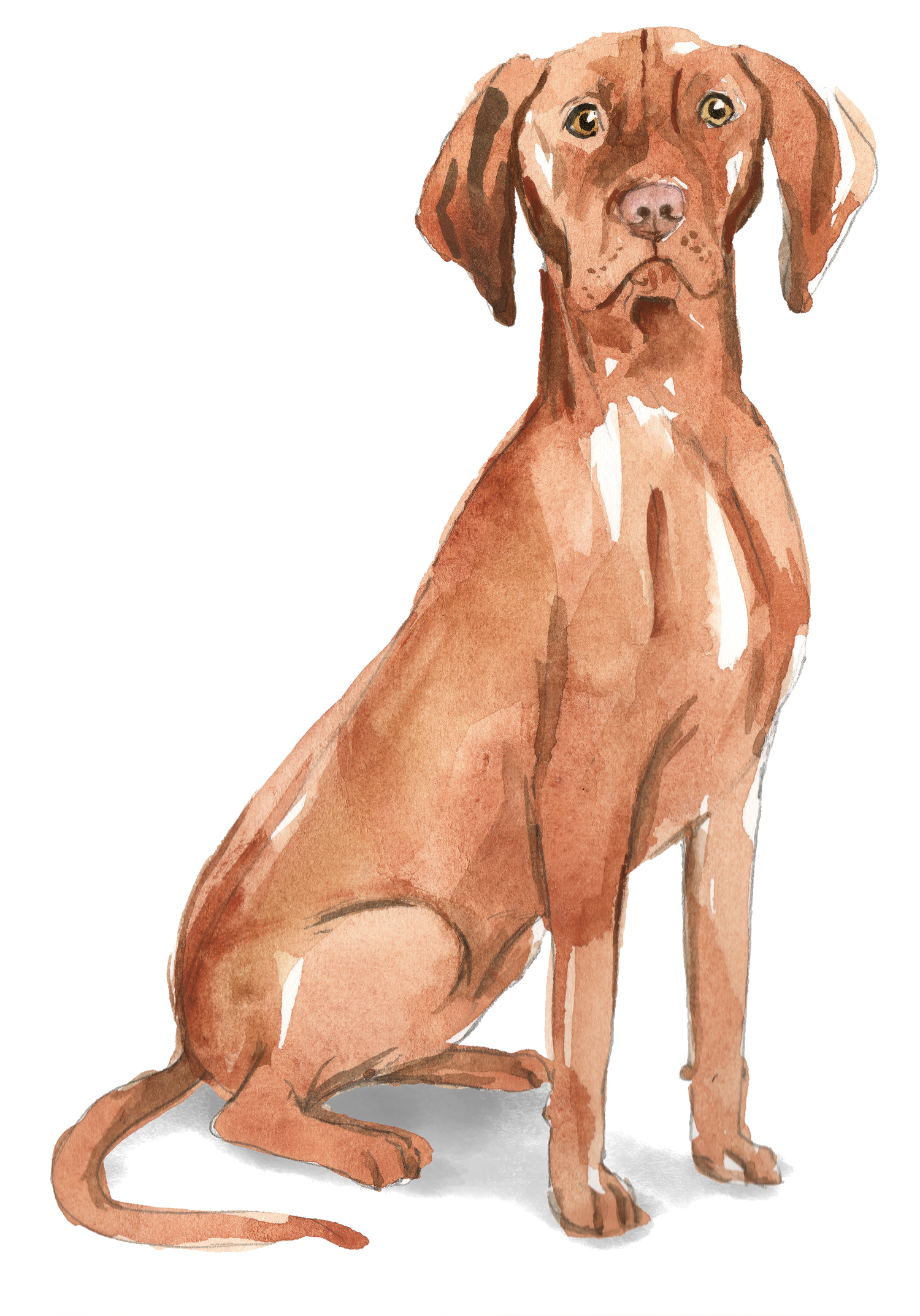 Black Coffee Mugs for Vizsla Dog Lovers