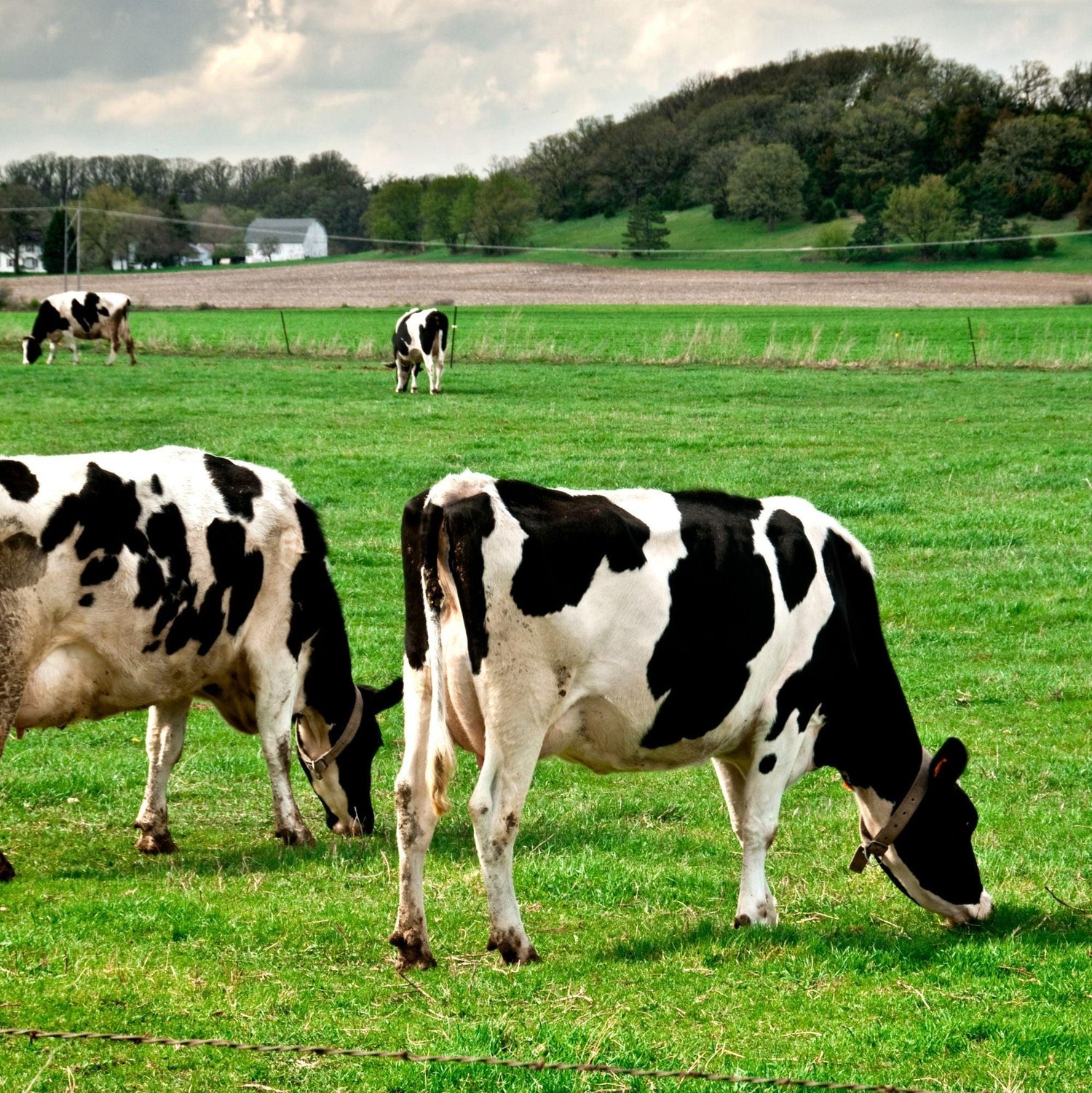 Black Coffee Mugs for Wisconsinites