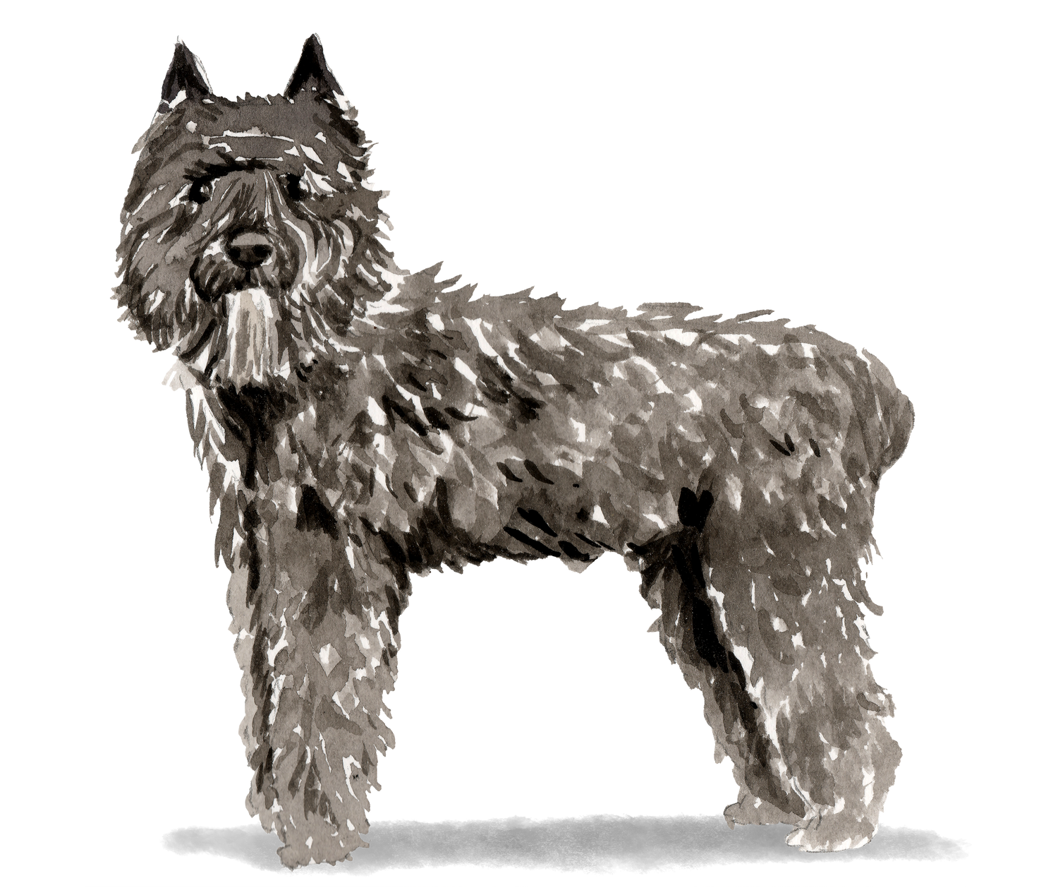 Bouvier Des Flandres