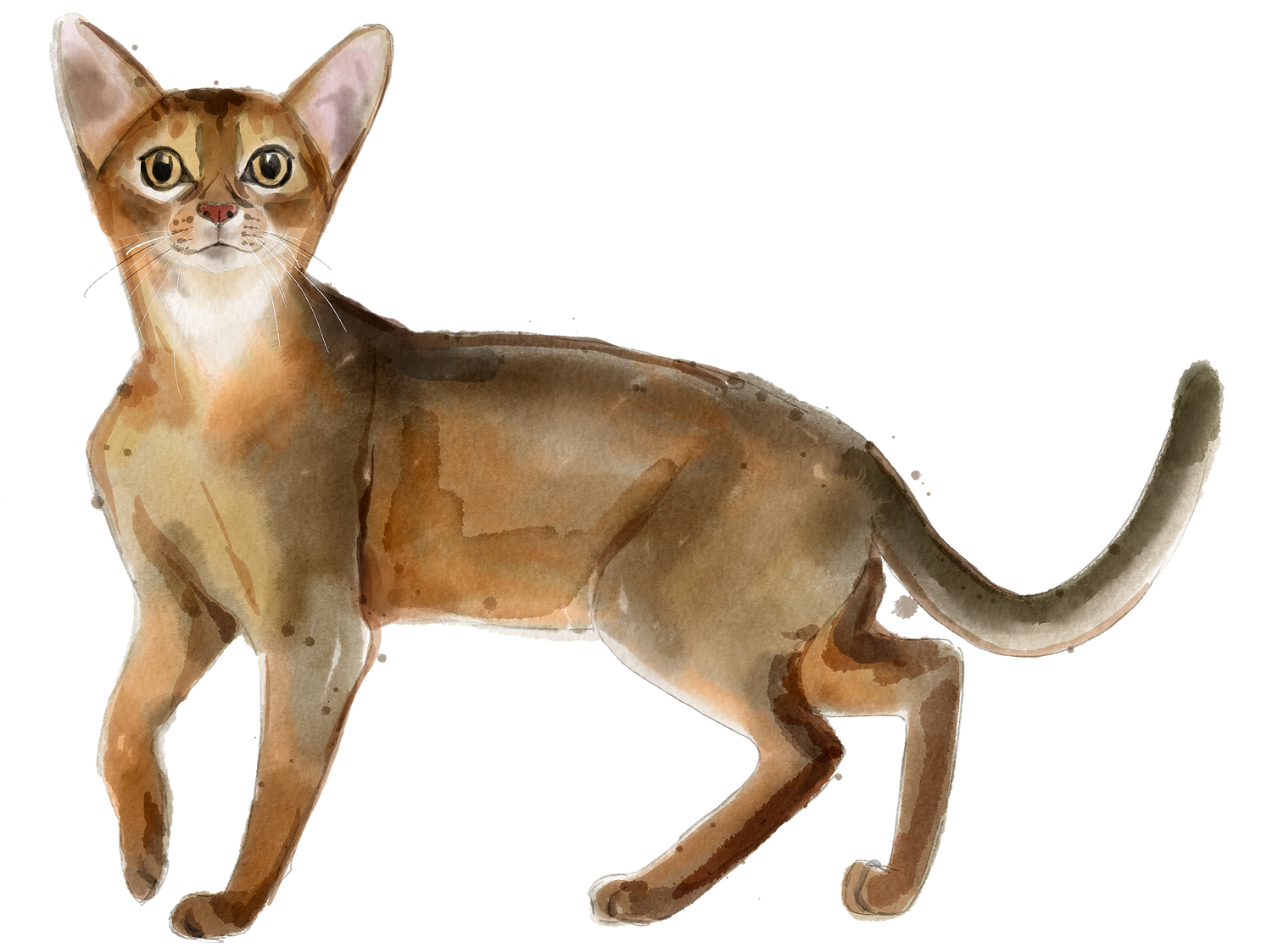 Bracelets for Abyssinian Cat Lovers