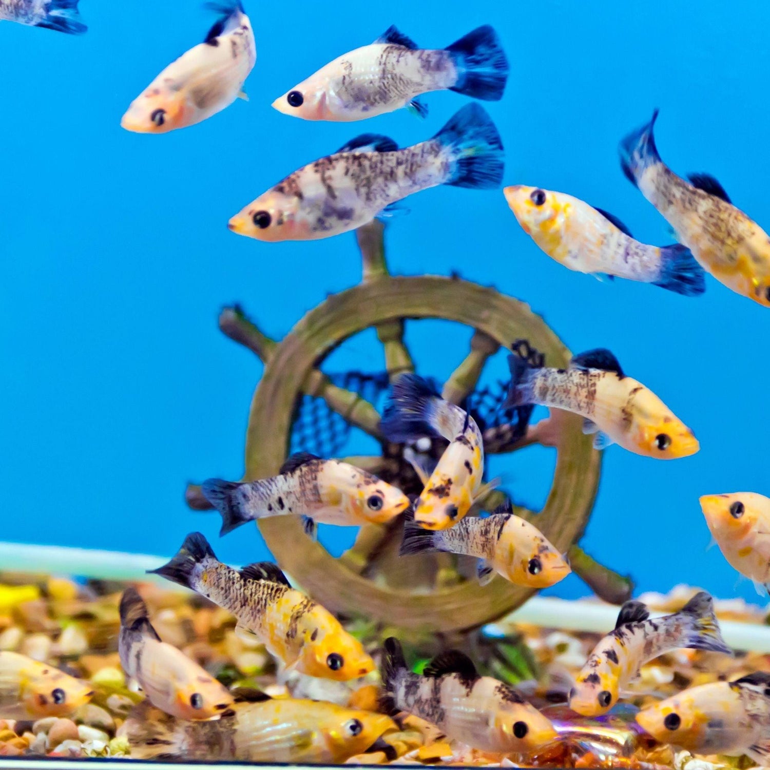 Bracelets for Aquarium Keeping Enthusiasts