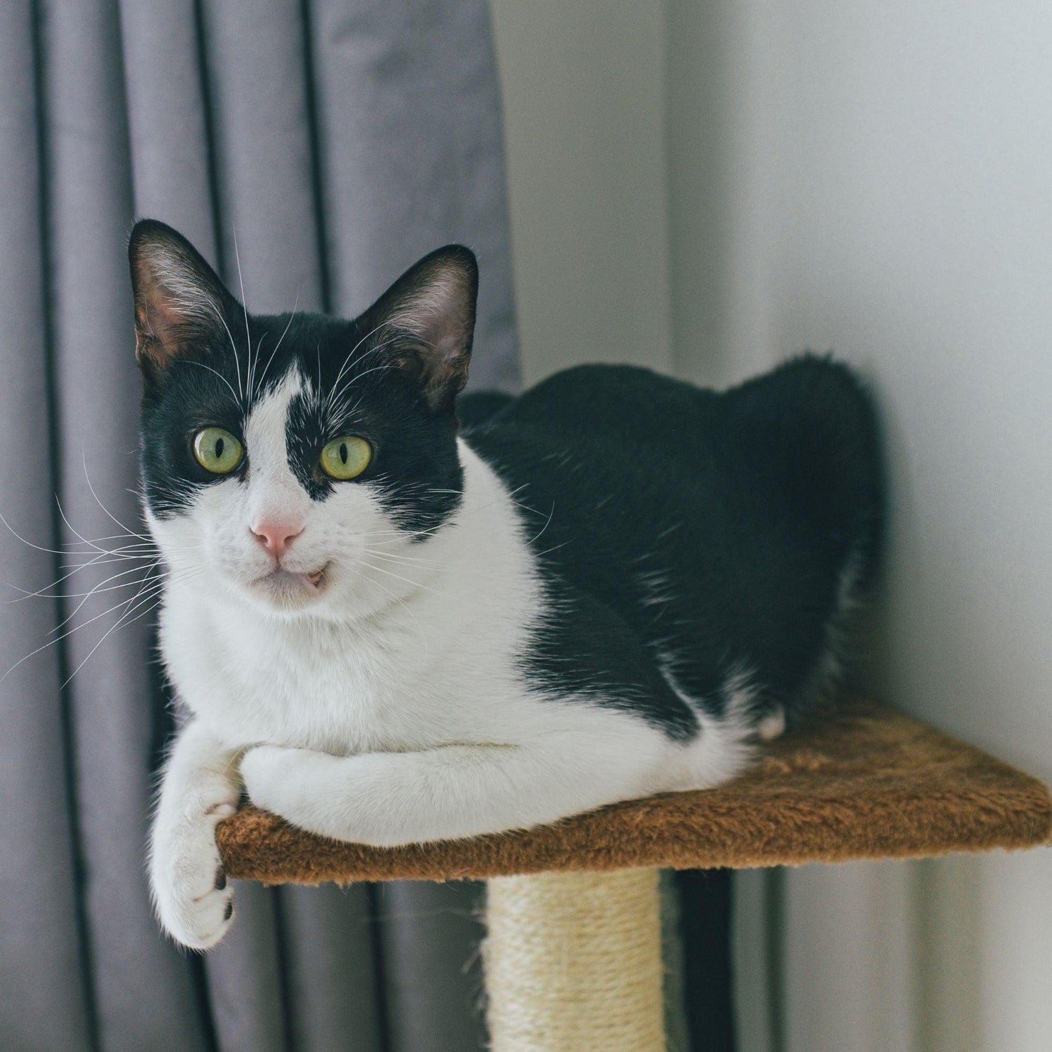 Bracelets for Bicolor Cat Lovers