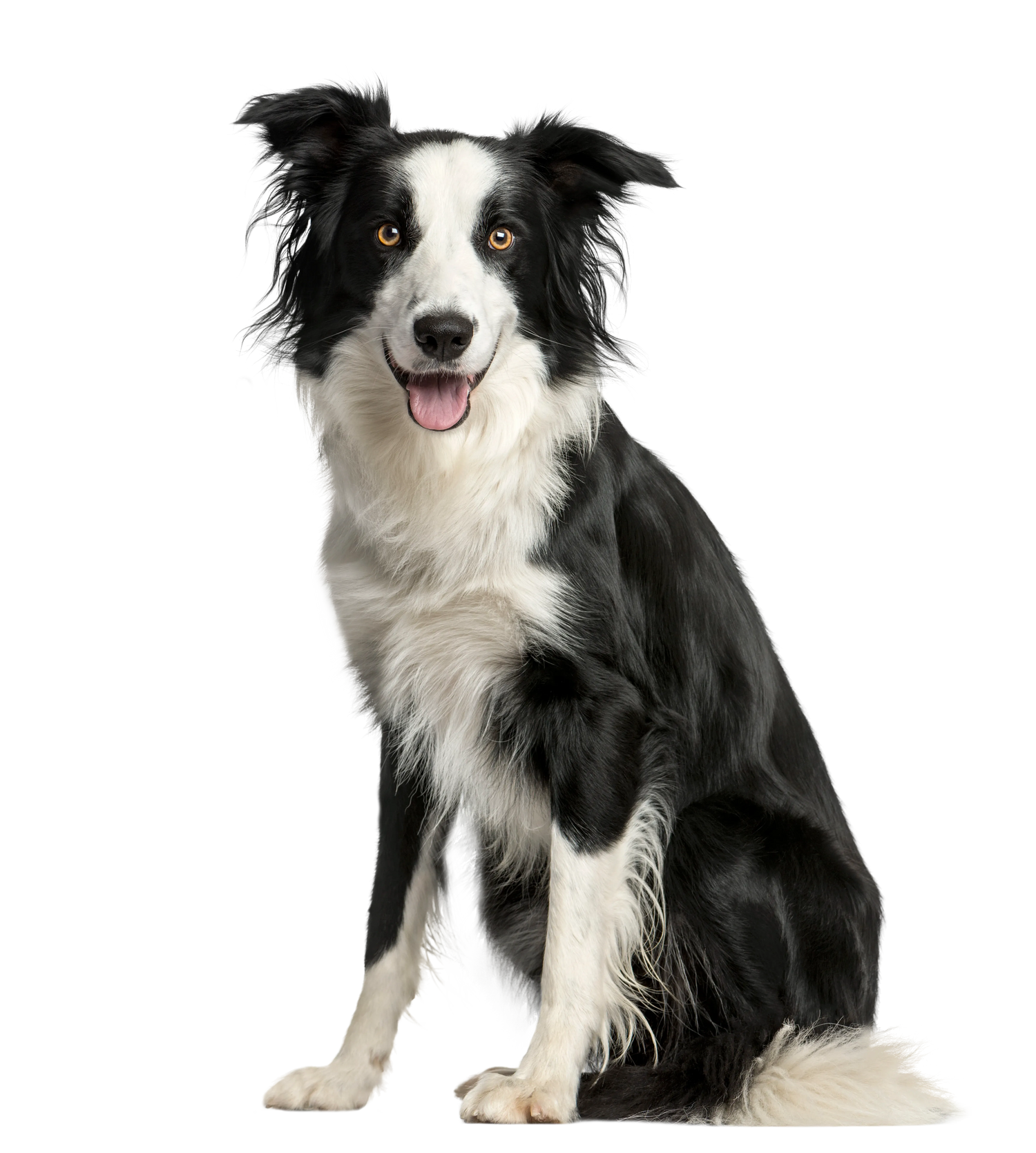 Bracelets for Border Collie Dog Lovers