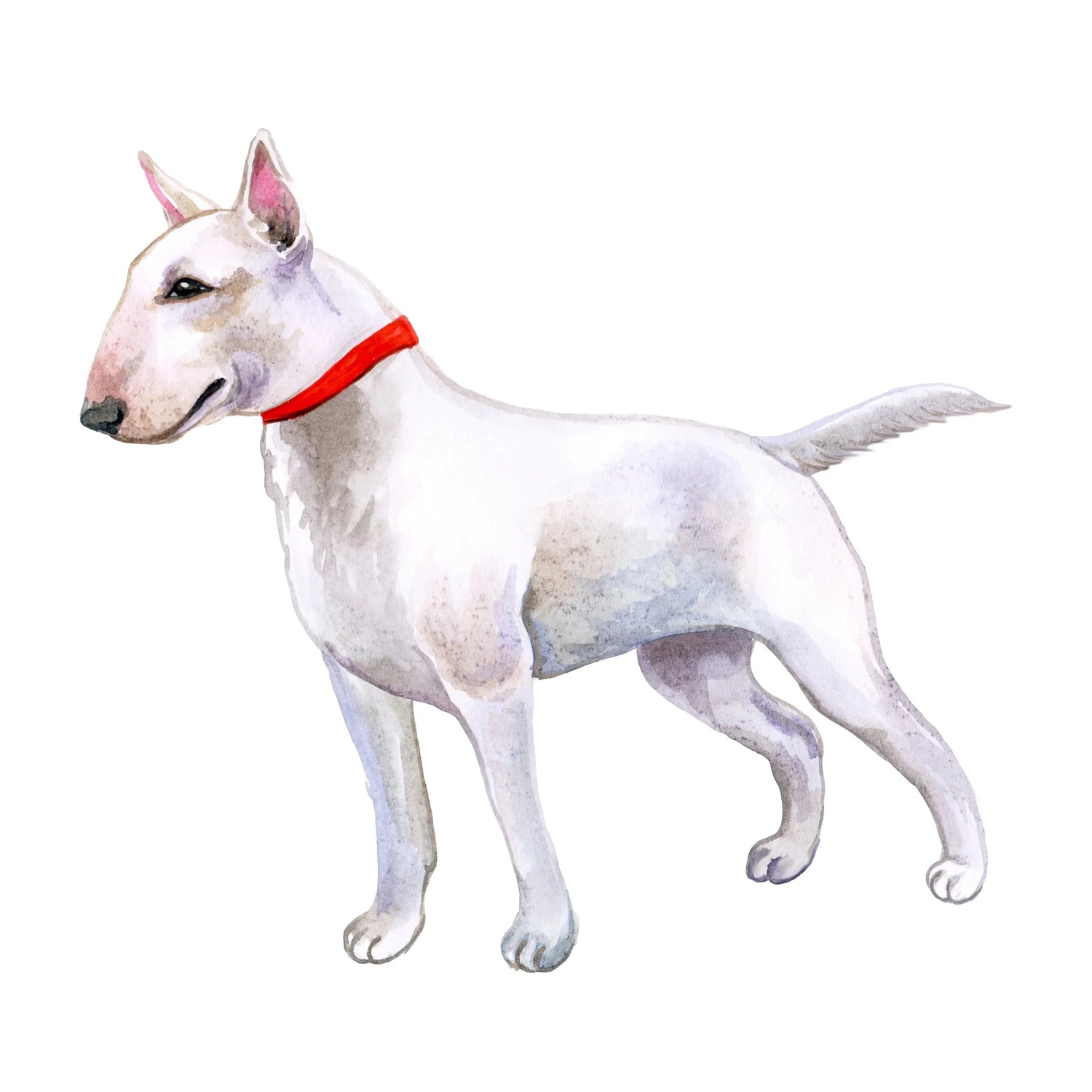 Bracelets for Bull Terrier Dog Lovers