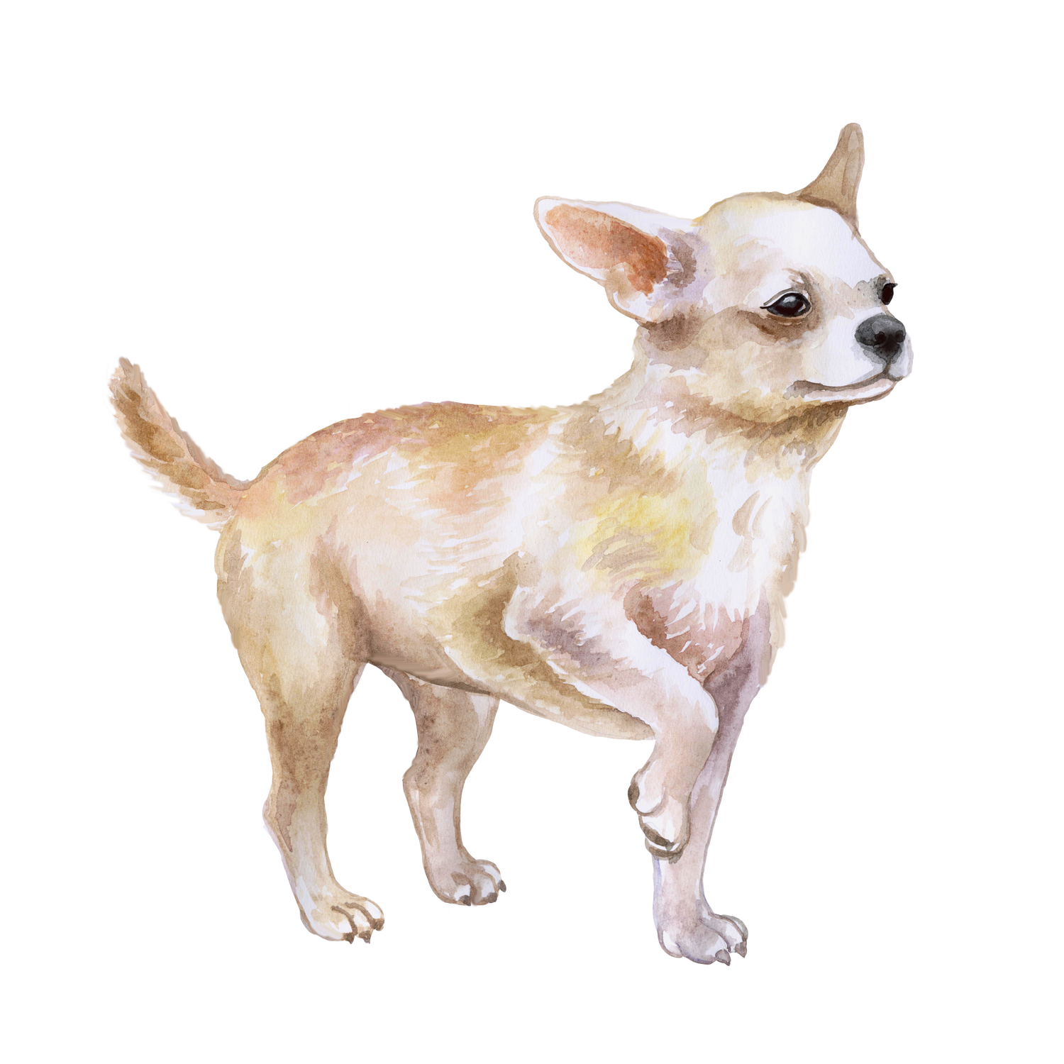 Bracelets for Chihuahua Dog Lovers