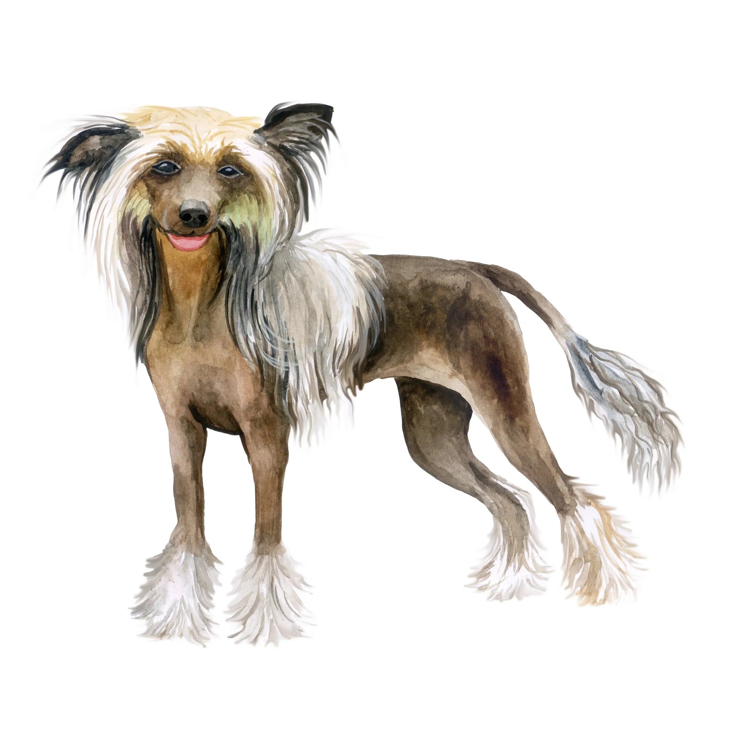 Bracelets for Chinese Crested Dog Lovers