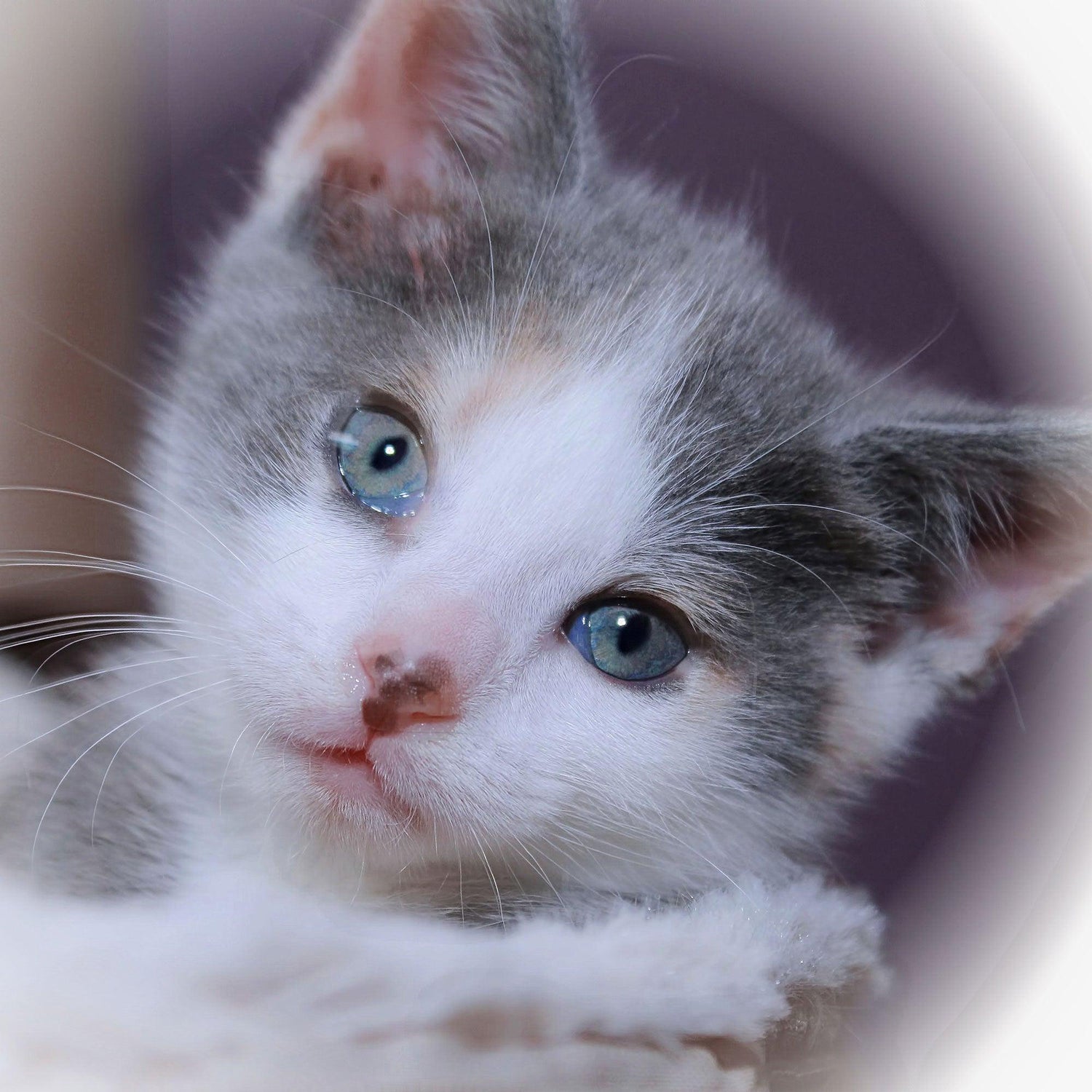 Bracelets for Dilute Calico Cat Lovers