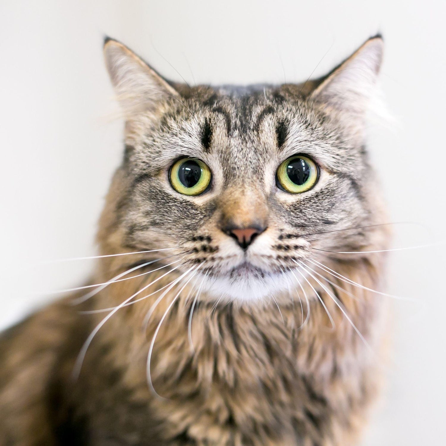 Bracelets for Domestic Medium Hair Cat Lovers