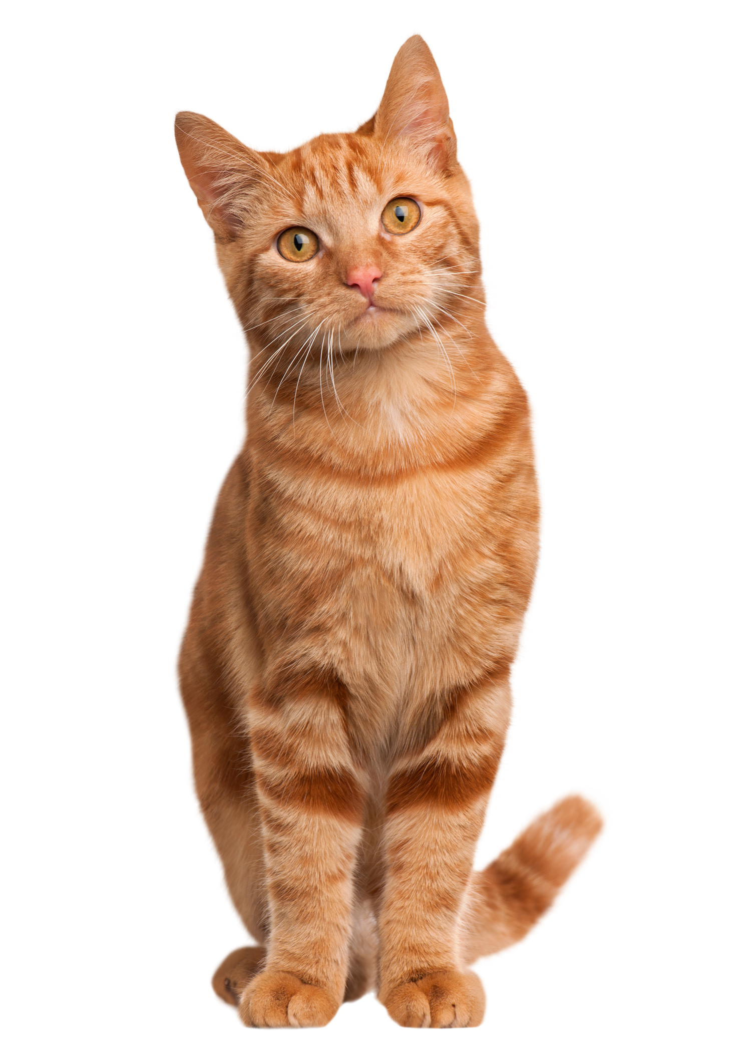 Bracelets for Orange Tabby Cat Lovers