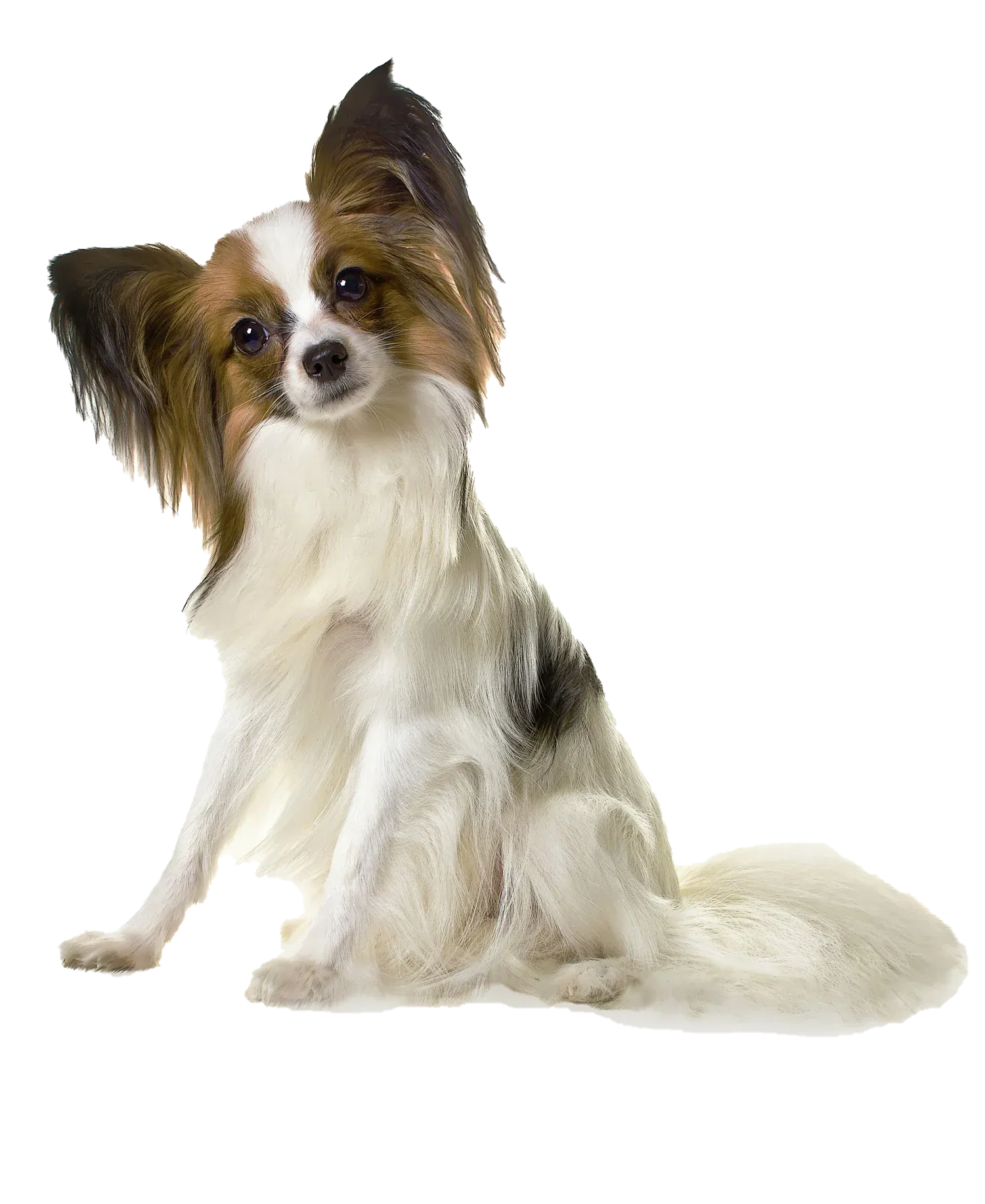 Bracelets for Papillon Dog Lovers