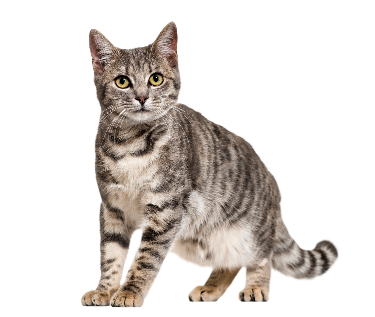 Bracelets for Silver Tabby Cat Lovers