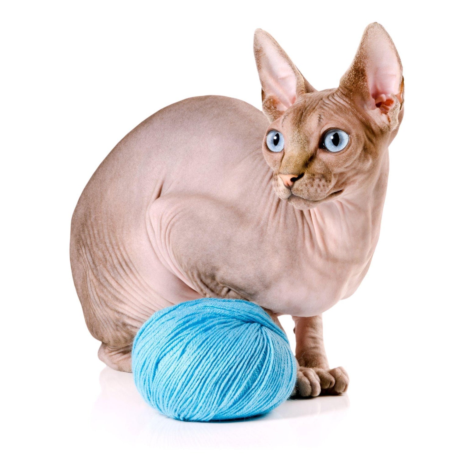 Bracelets for Sphynx Cat Lovers