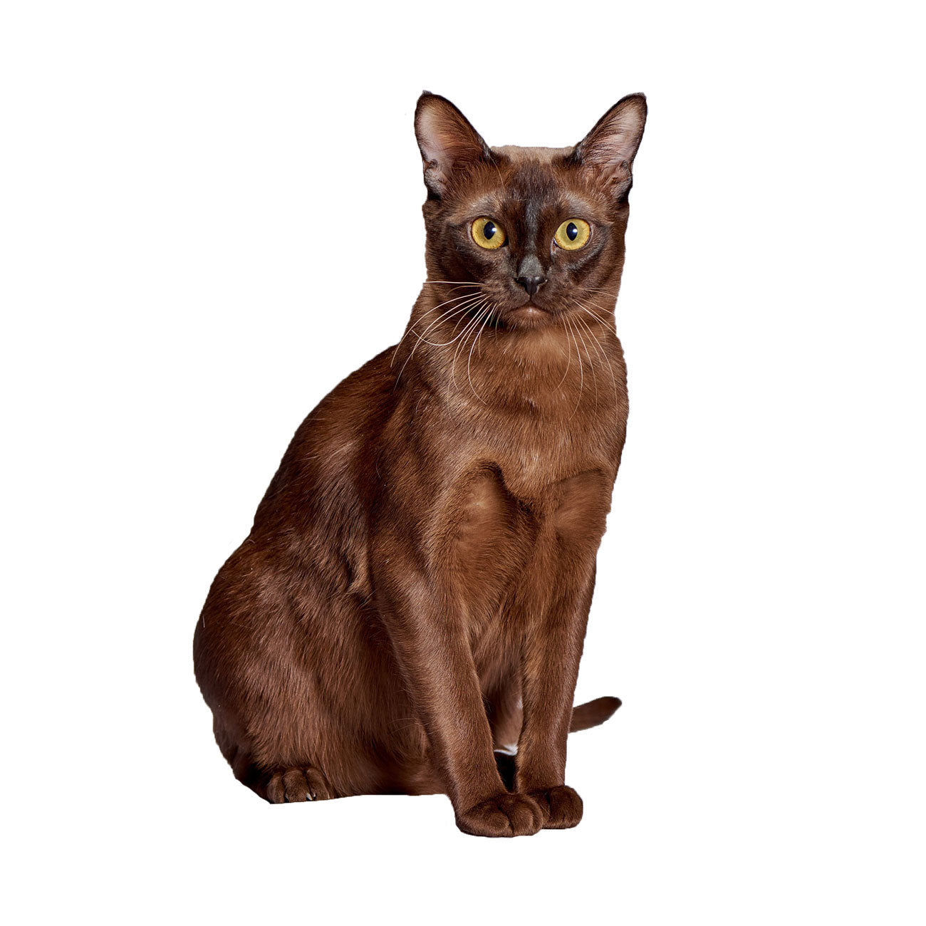 Bracelets for Burmese Cat Lovers